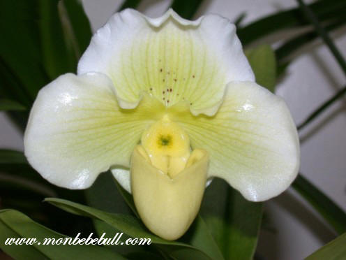 Paph Emerald Magic Luster x Skip Bartlette White Pepper.jpg